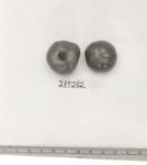 Click for 1 image(s) for this accession. FRUIT